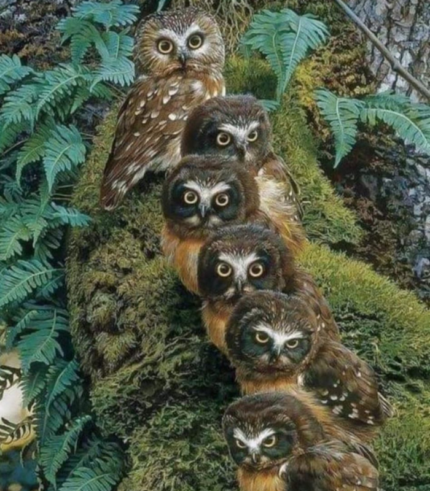 Nestling 18 × 24 inches