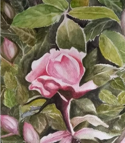 Rose 12 × 16 Inches